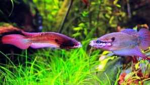 Gourting gourats: содржина.компатибилност, одгледување, опис, хранење, слика